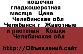 кошечка гладкошерстная 1.5 месяца › Цена ­ 500 - Челябинская обл., Челябинск г. Животные и растения » Кошки   . Челябинская обл.